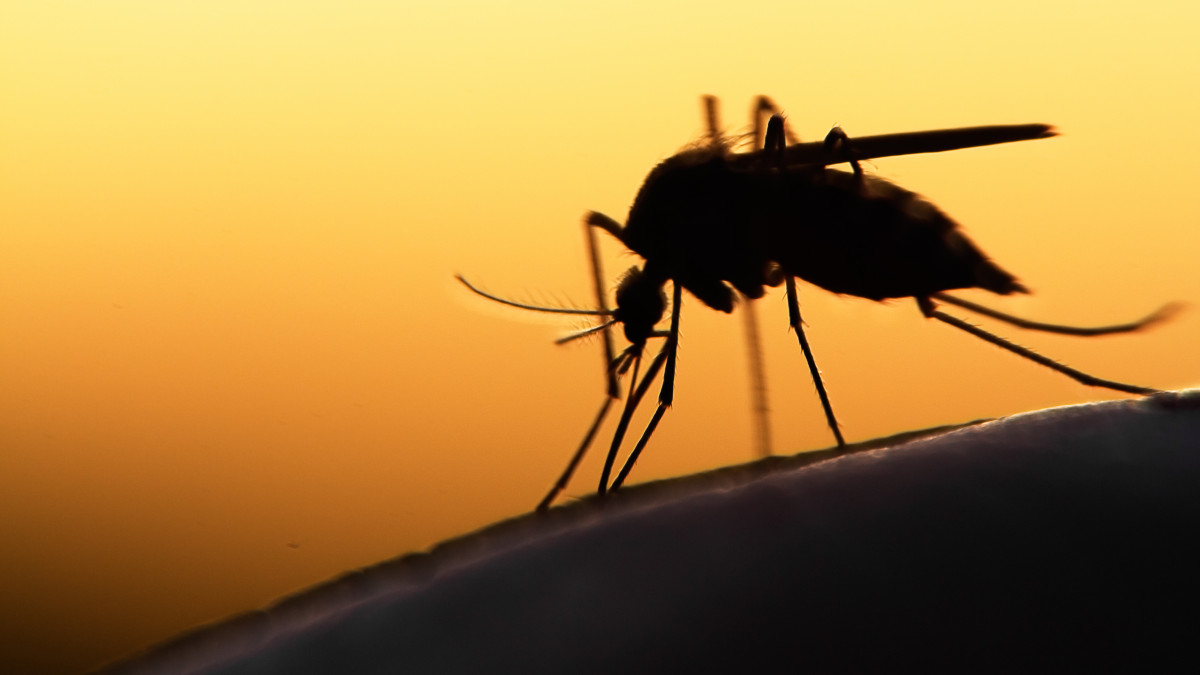 Silhouette of a mosquito