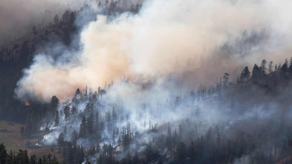 Forest Fire