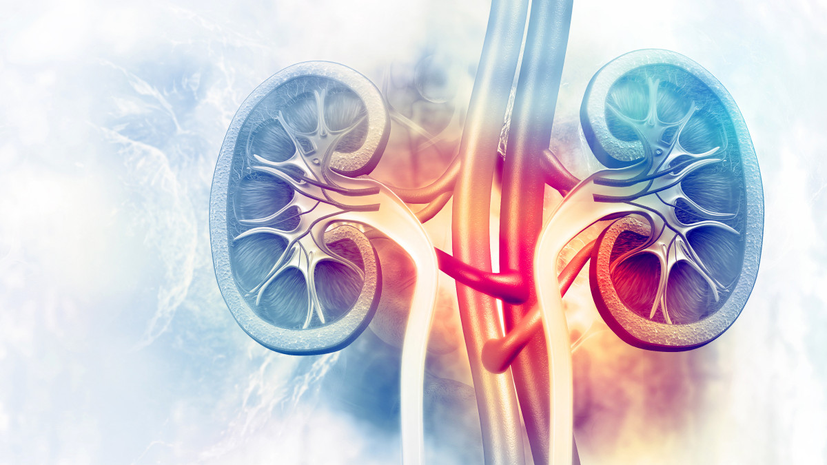 Illustration of the kidneys