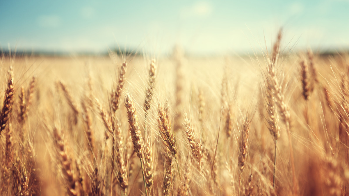 Wheat field